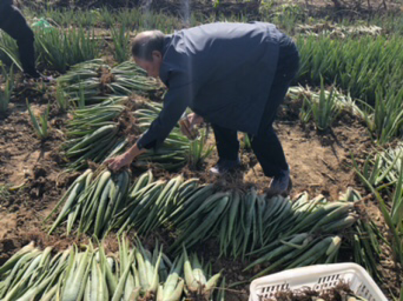 库拉索芦荟1到30斤叶片食用药用芦荟支持代发货
