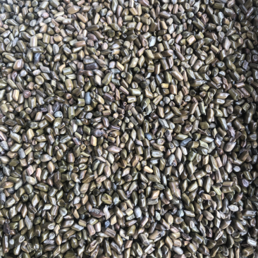 决明子草决明生决明子决明子茶熟决明子