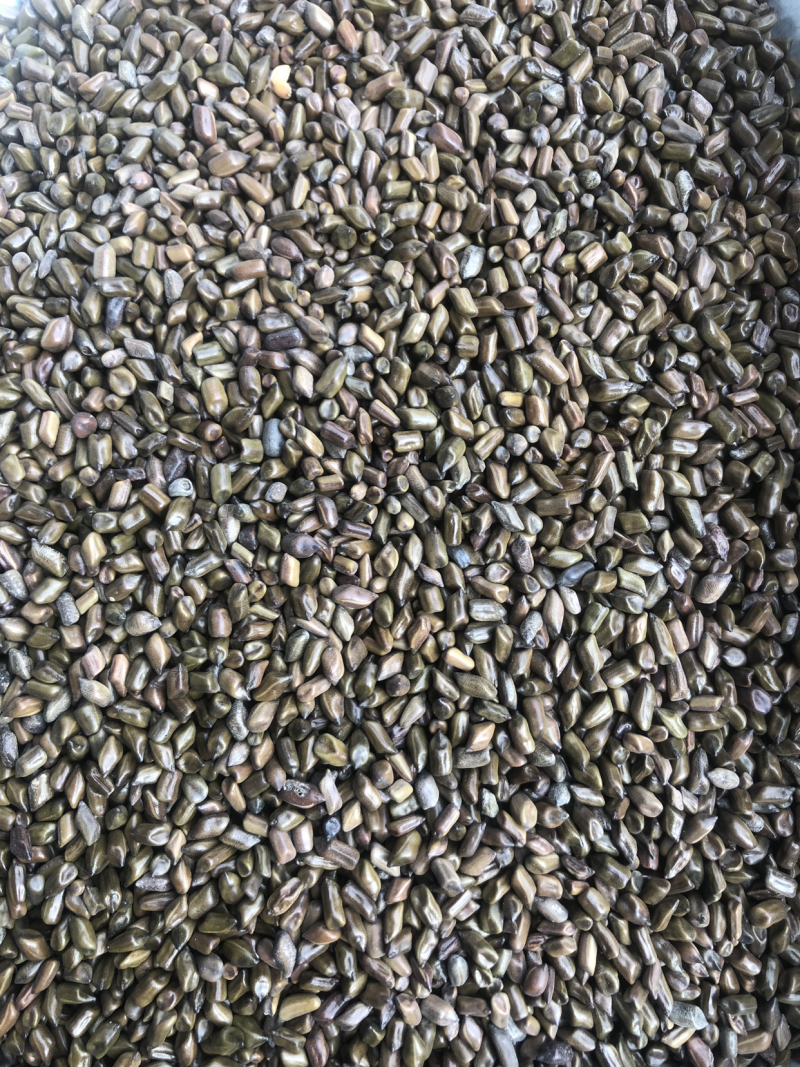 决明子草决明生决明子决明子茶熟决明子