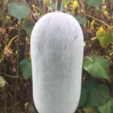小香冬瓜