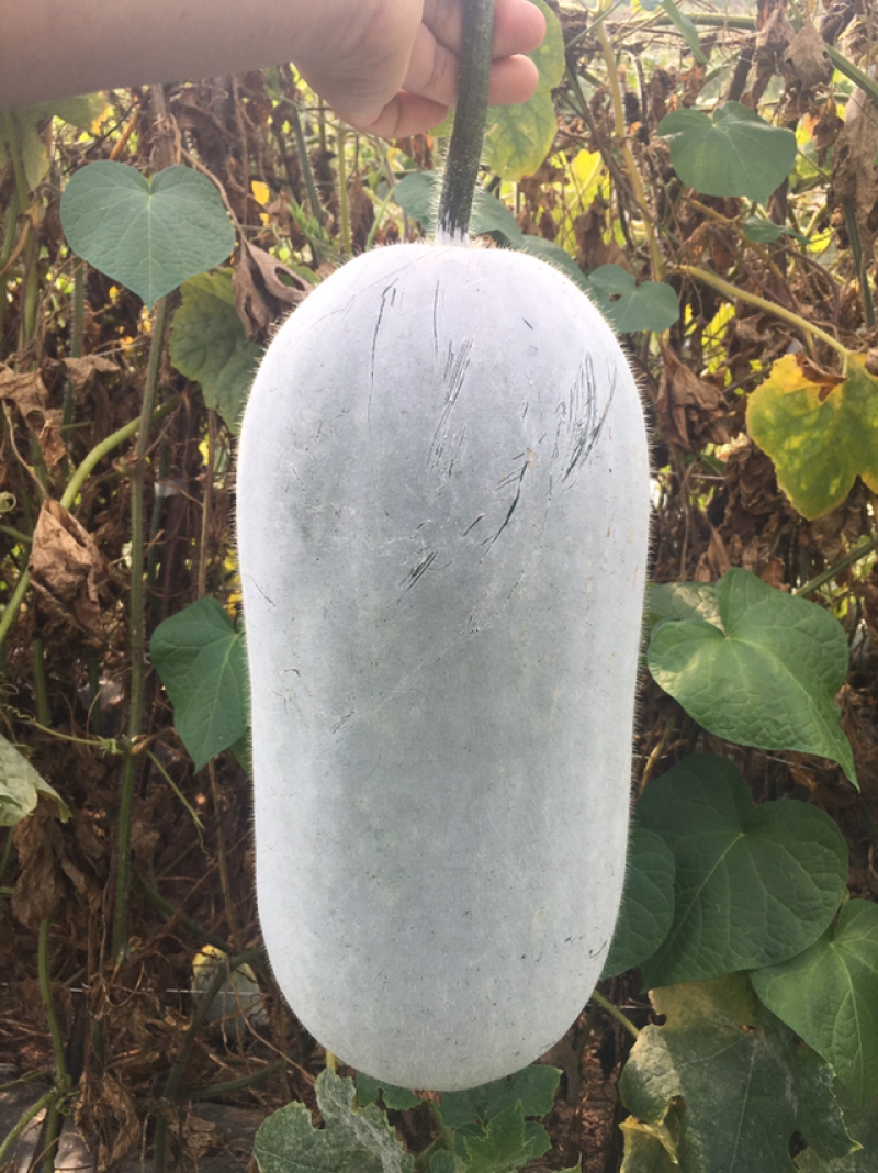 小香冬瓜