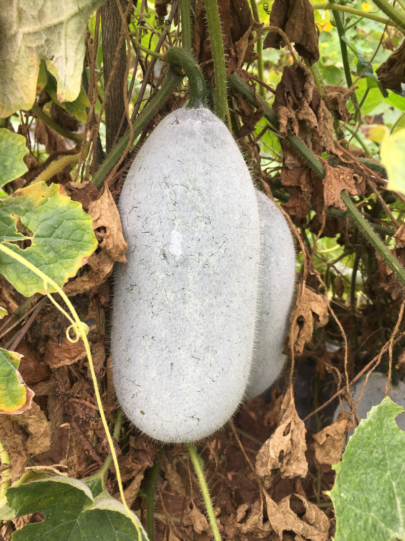 小香冬瓜