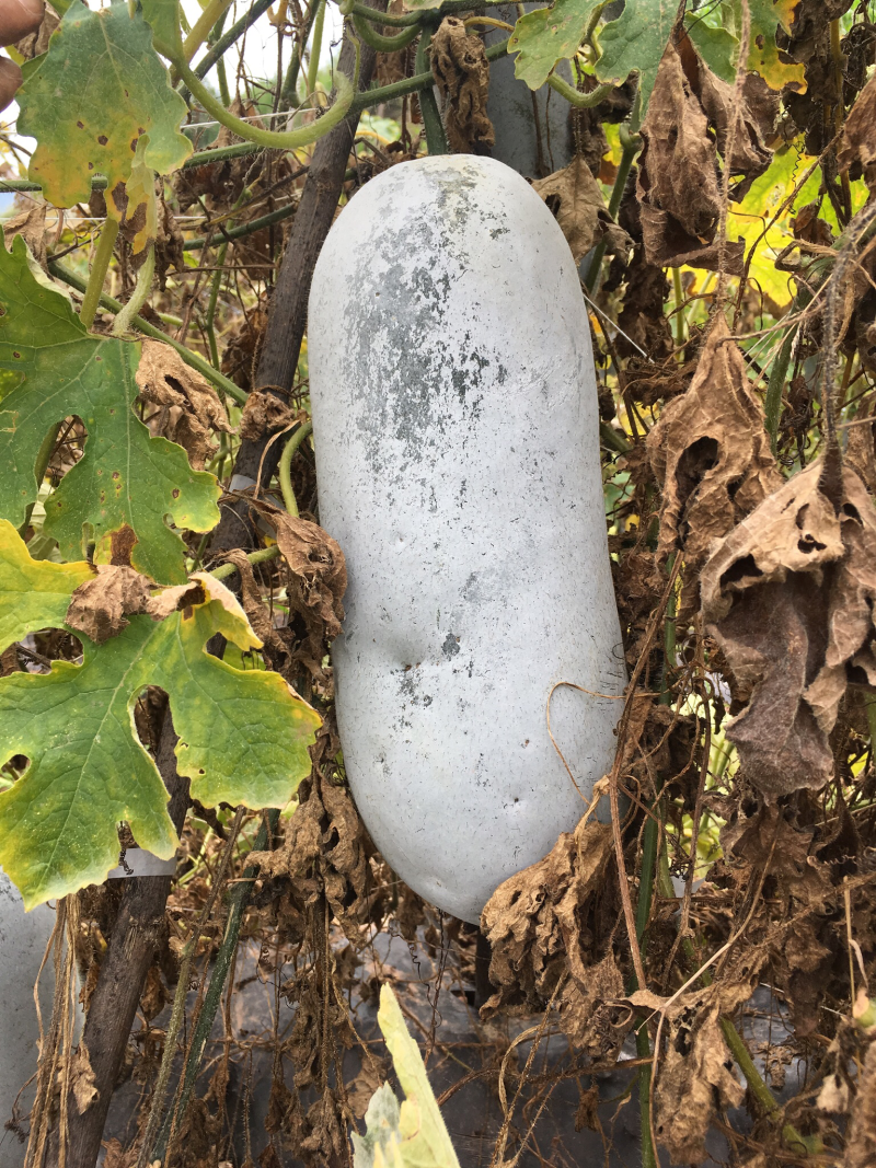 小香冬瓜