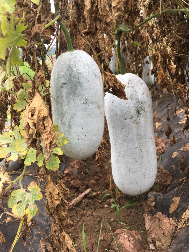 小香冬瓜