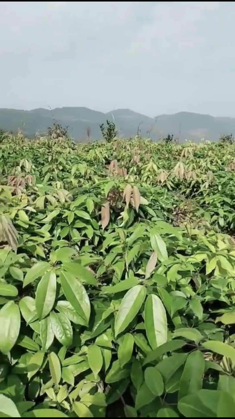 🔥促销【九月黄苗】高产优质种苗全程技术指导