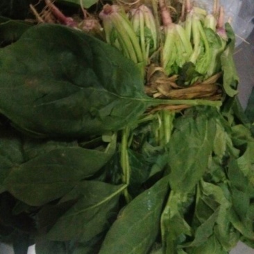 大叶菠菜30~35厘米