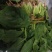 大叶菠菜30~35厘米