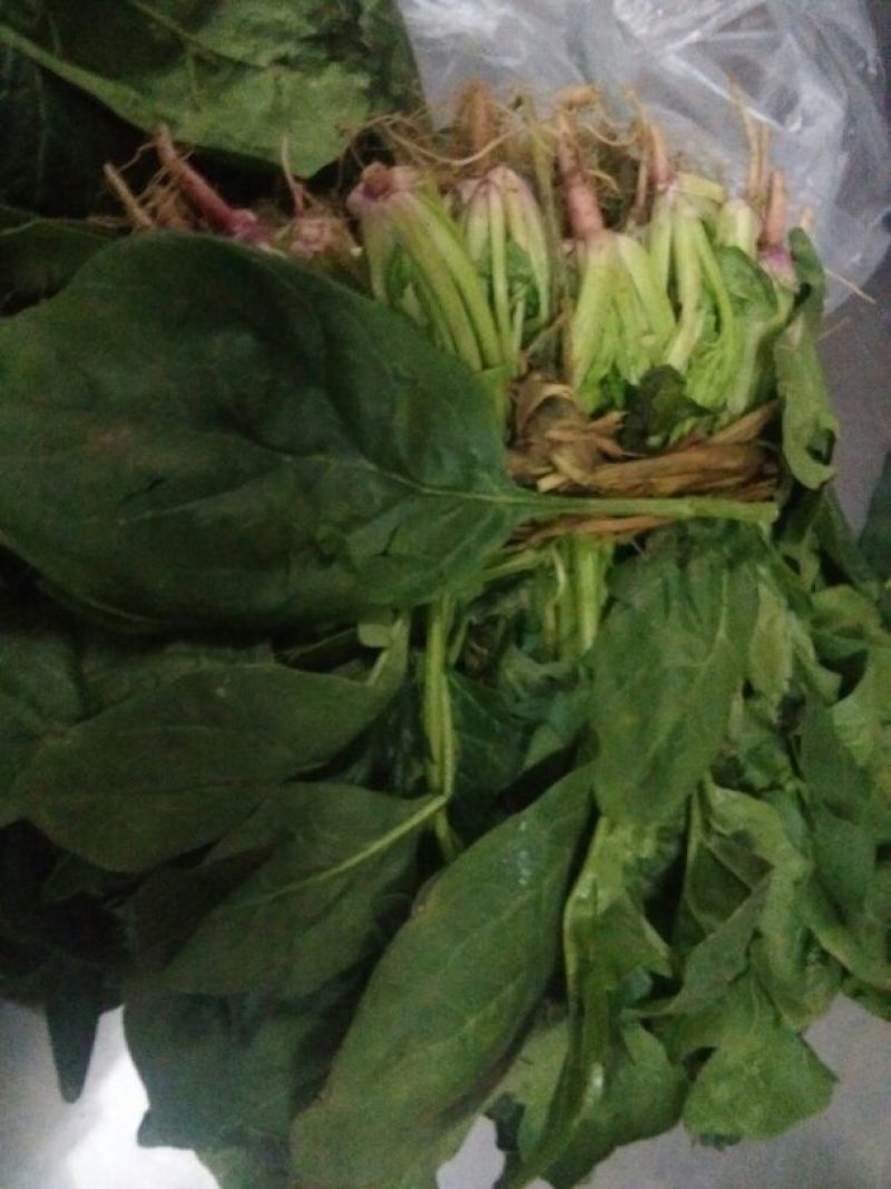 大叶菠菜30~35厘米