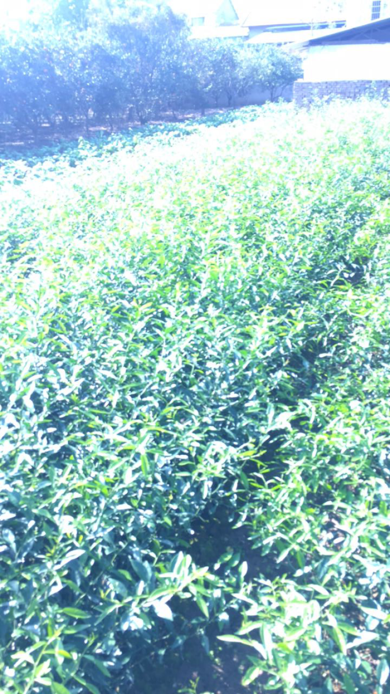 软枝小叶香橙苗