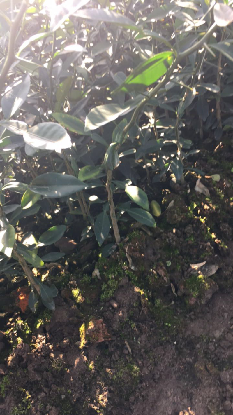 软枝小叶香橙苗