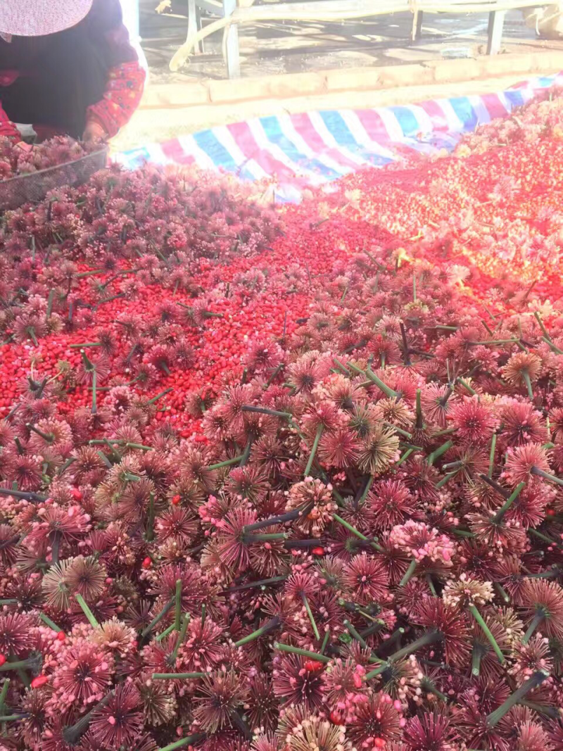 红籽三七