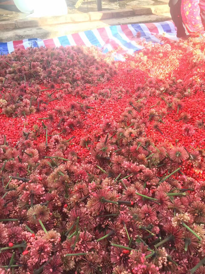 红籽三七