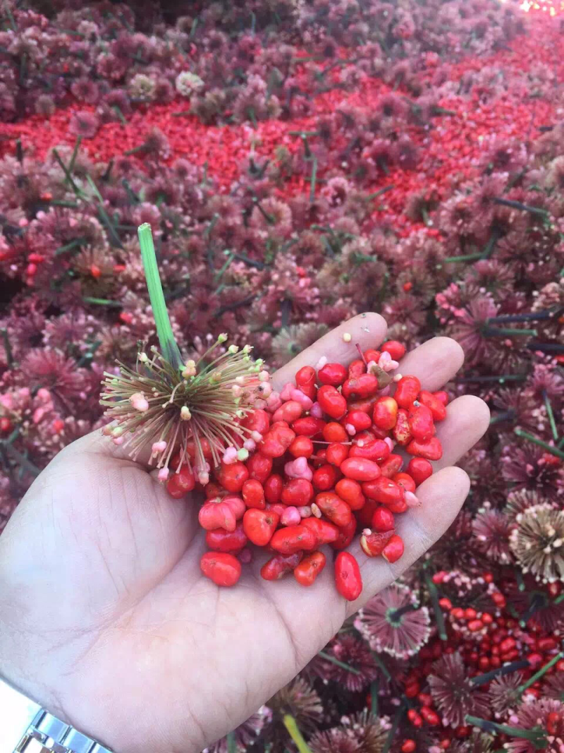 红籽三七