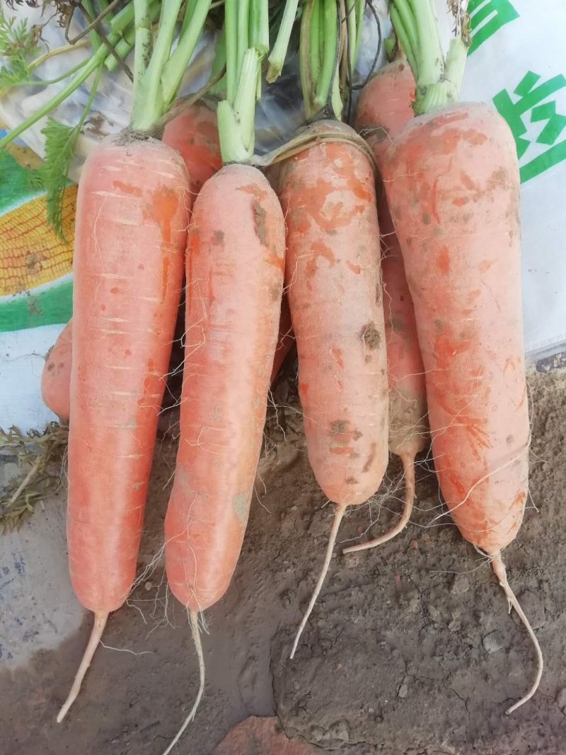 焦作温县水洗袋装三红红萝卜