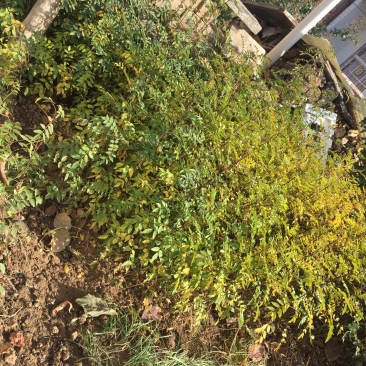 花椒树苗大红袍