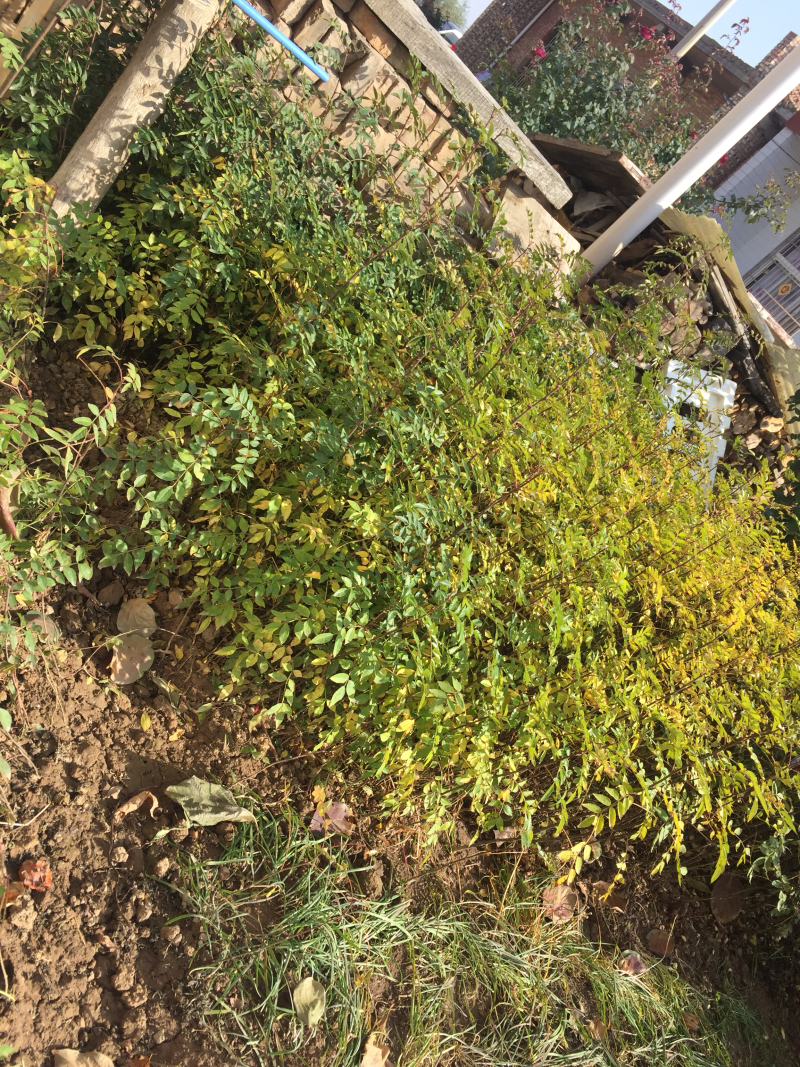 花椒树苗大红袍