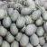 西周蜜25