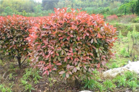 静物特写摄影:红叶石楠成熟果实细节,果序为伞房状,果实密集饱满,色泽饱和度高;环境光影柔和,突出其作为少有的观果观叶常绿灌木在寒冷季节的独特优势 冬季红叶石楠结果实特写:枝条上密布簇生猩红色近球形小果,直径约4–5mm,表面光滑油亮,背景为微雪覆盖的深灰瓦檐,展现其秋冬持续观赏价值