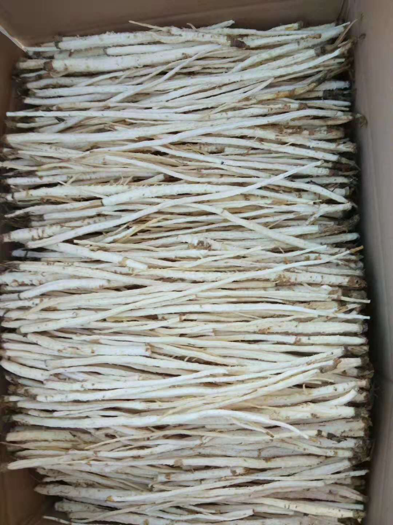沙参