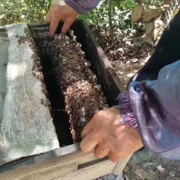 纯正天然蜂蜜