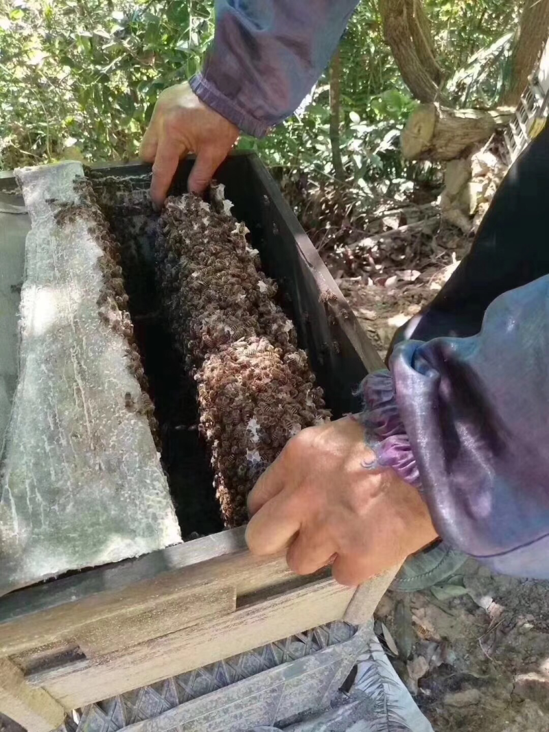 纯正天然蜂蜜