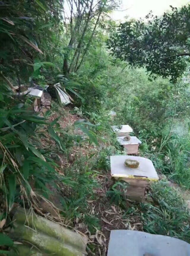 纯正天然蜂蜜