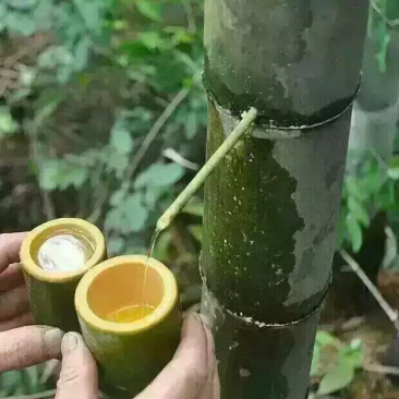 竹筒酒