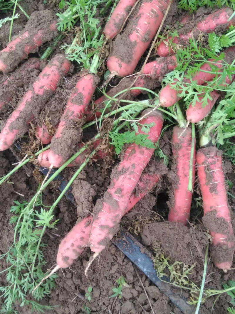 秤杆胡萝卜大量现货供应