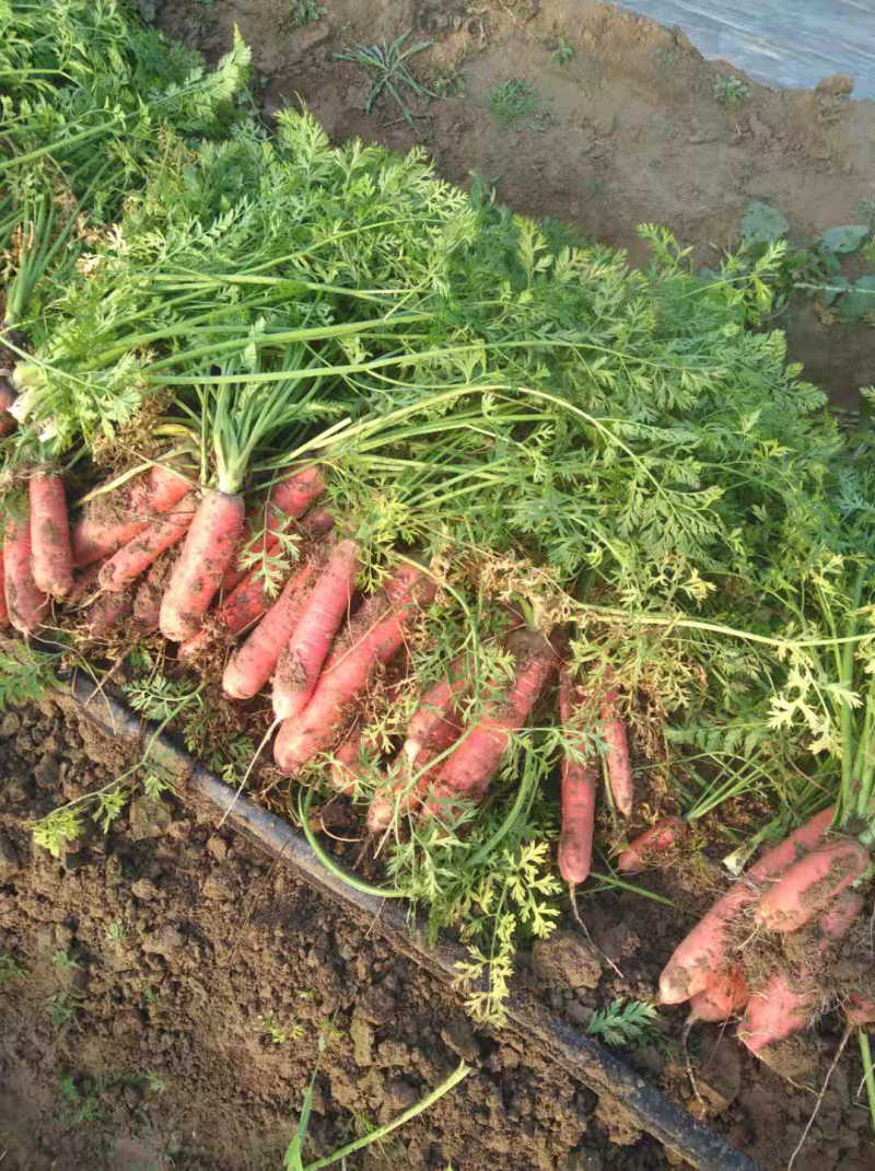 秤杆胡萝卜大量现货供应