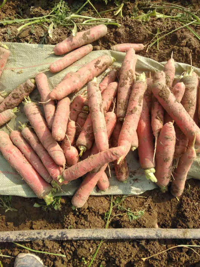 秤杆胡萝卜大量现货供应