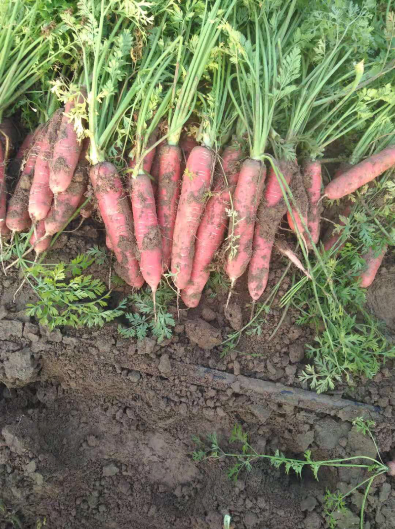 秤杆胡萝卜大量现货供应