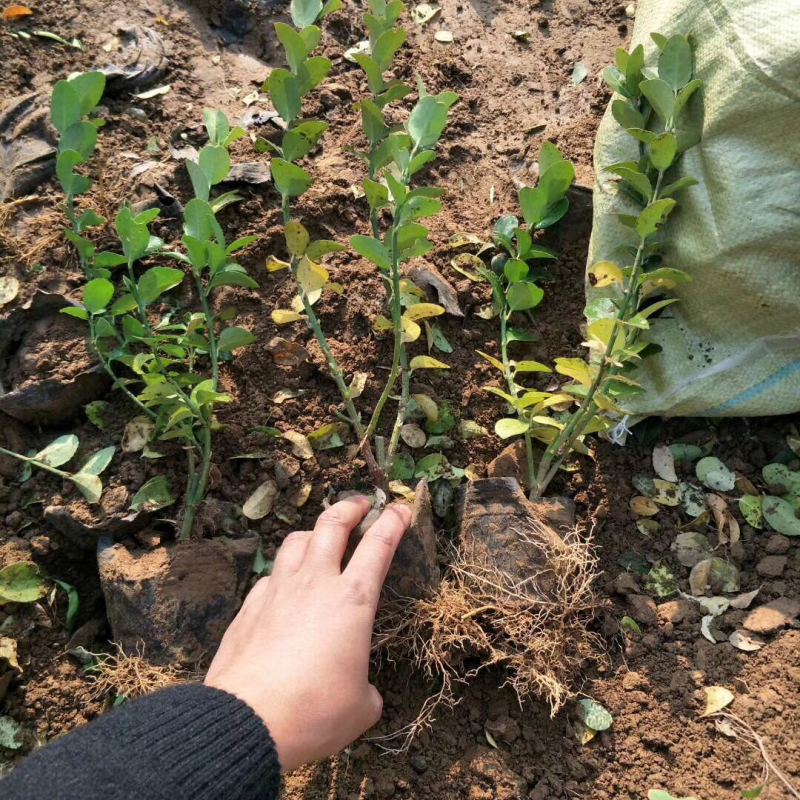 绿化苗木，大叶黄杨，小龙柏，北海道黄杨，金叶女贞等等各种