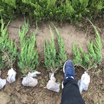 绿化苗木，大叶黄杨，小龙柏，北海道黄杨，金叶女贞等等各种