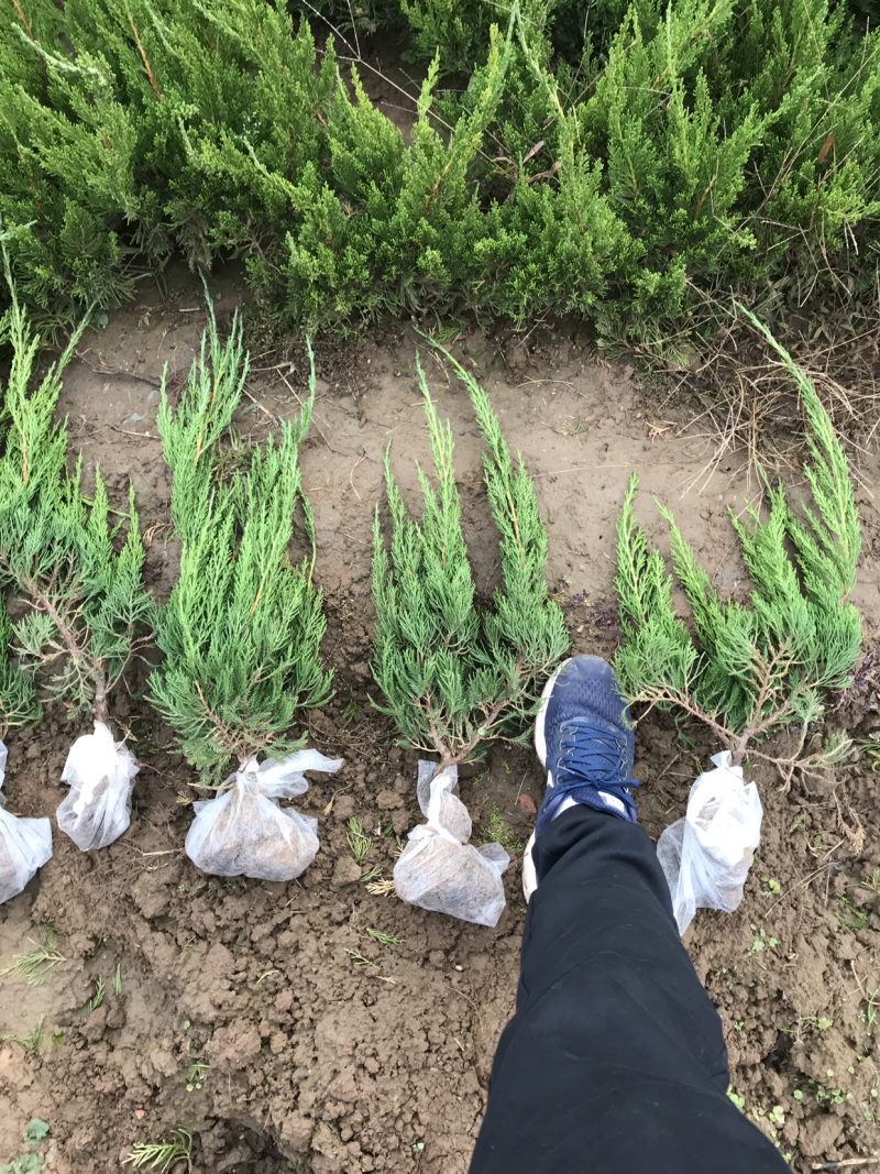 绿化苗木，大叶黄杨，小龙柏，北海道黄杨，金叶女贞等等各种
