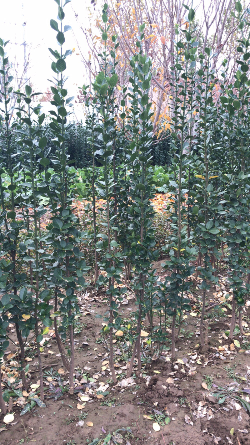 绿化苗木，大叶黄杨，小龙柏，北海道黄杨，金叶女贞等等各种