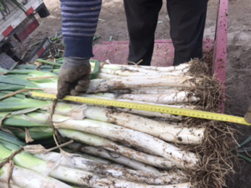 【推荐】长白大葱，葱白40公分左右，粗2-3公分大量上市
