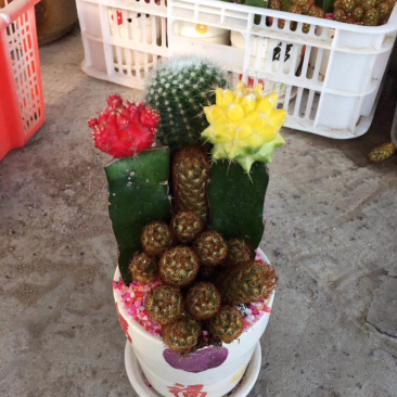 仙人球组合盆