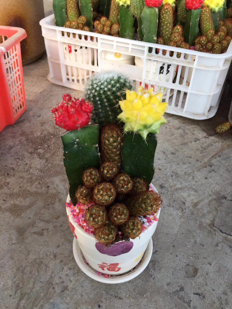 仙人球组合盆