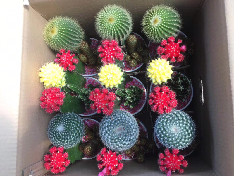 仙人球组合盆