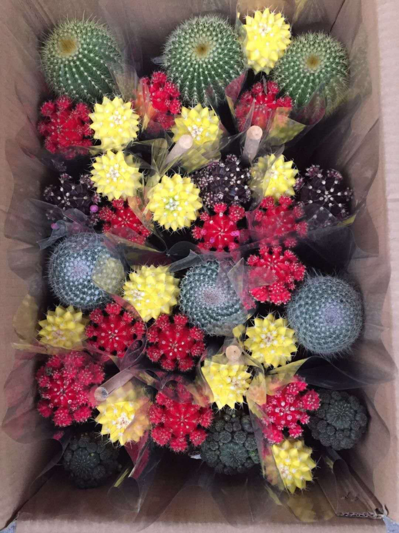 仙人球组合盆