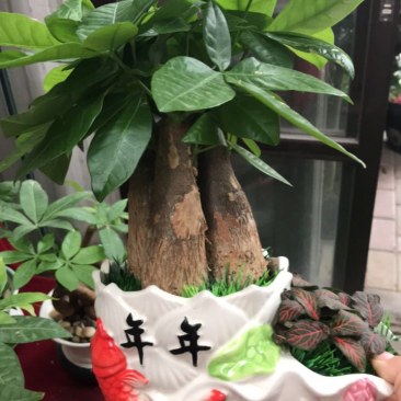 发财树组合盆