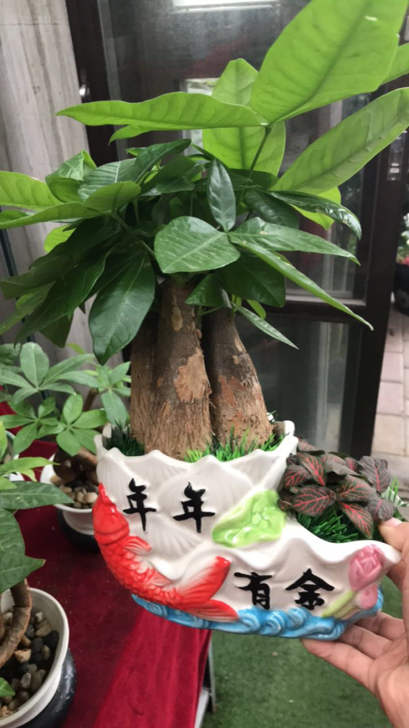 发财树组合盆