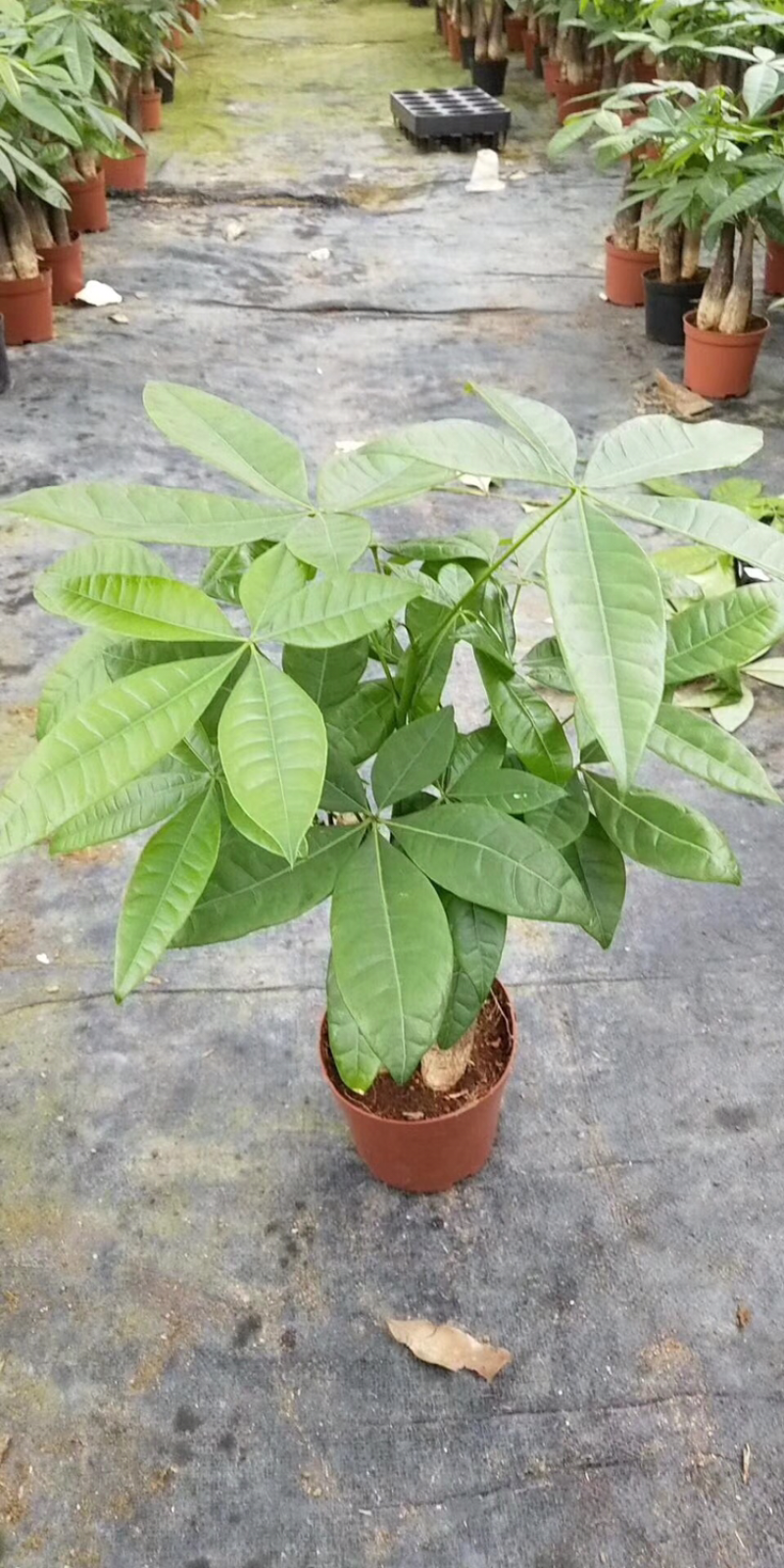 发财树组合盆