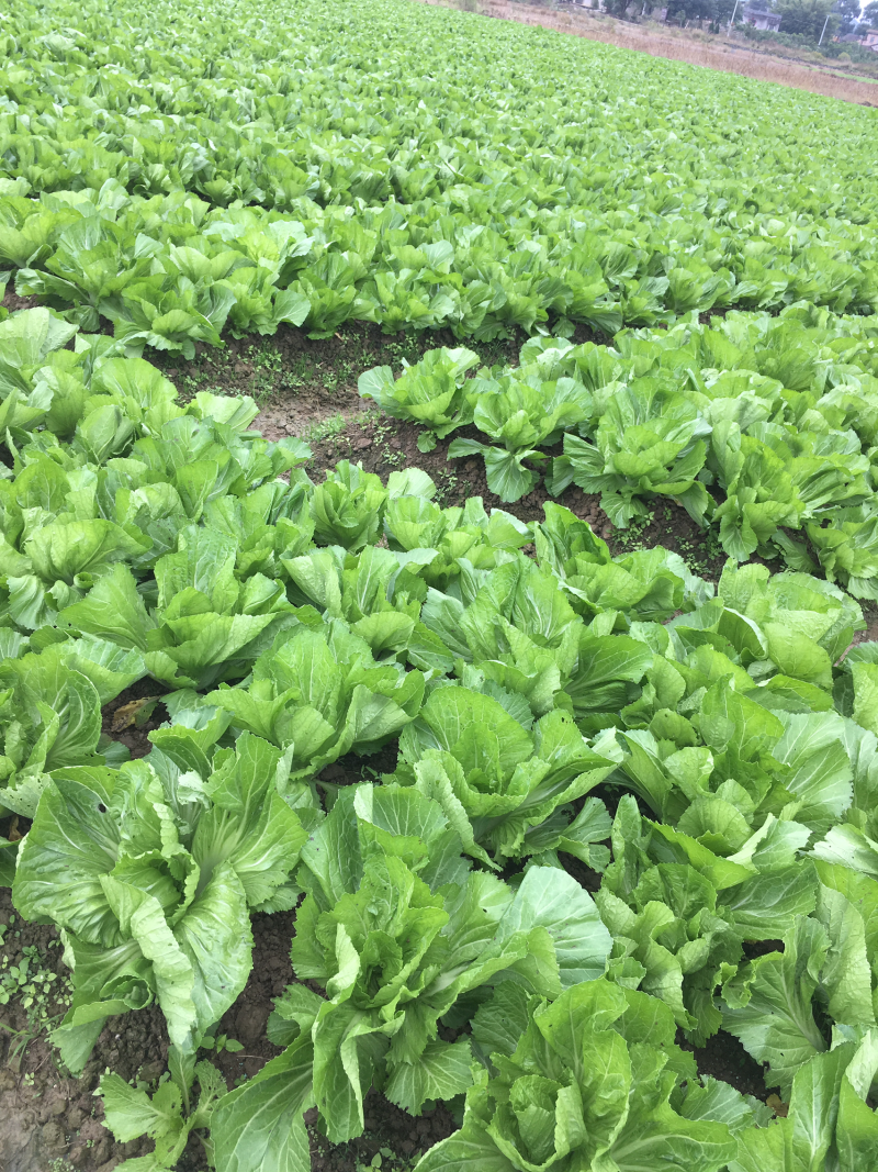 30亩芥菜已上市欢迎预定