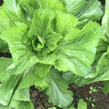 30亩芥菜已上市欢迎预定
