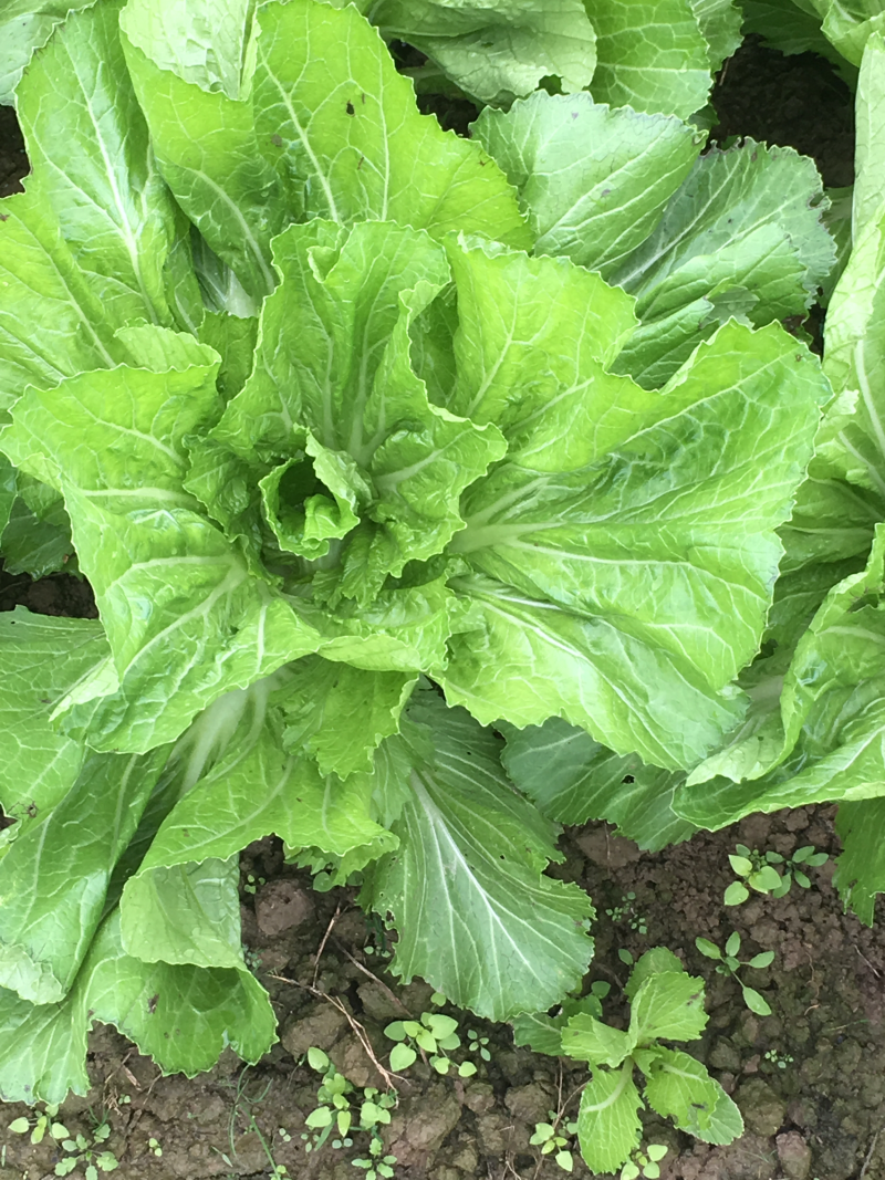 30亩芥菜已上市欢迎预定