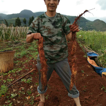 山药