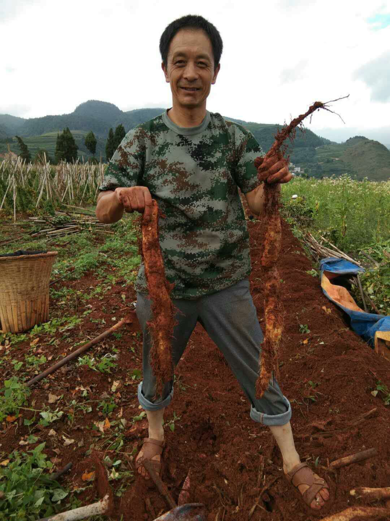 山药