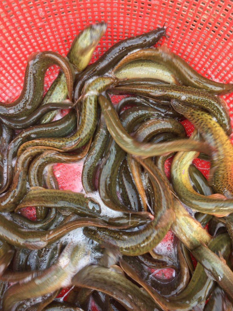 台湾泥鳅，养殖泥鳅，一斤10尾一20尾，黄色。