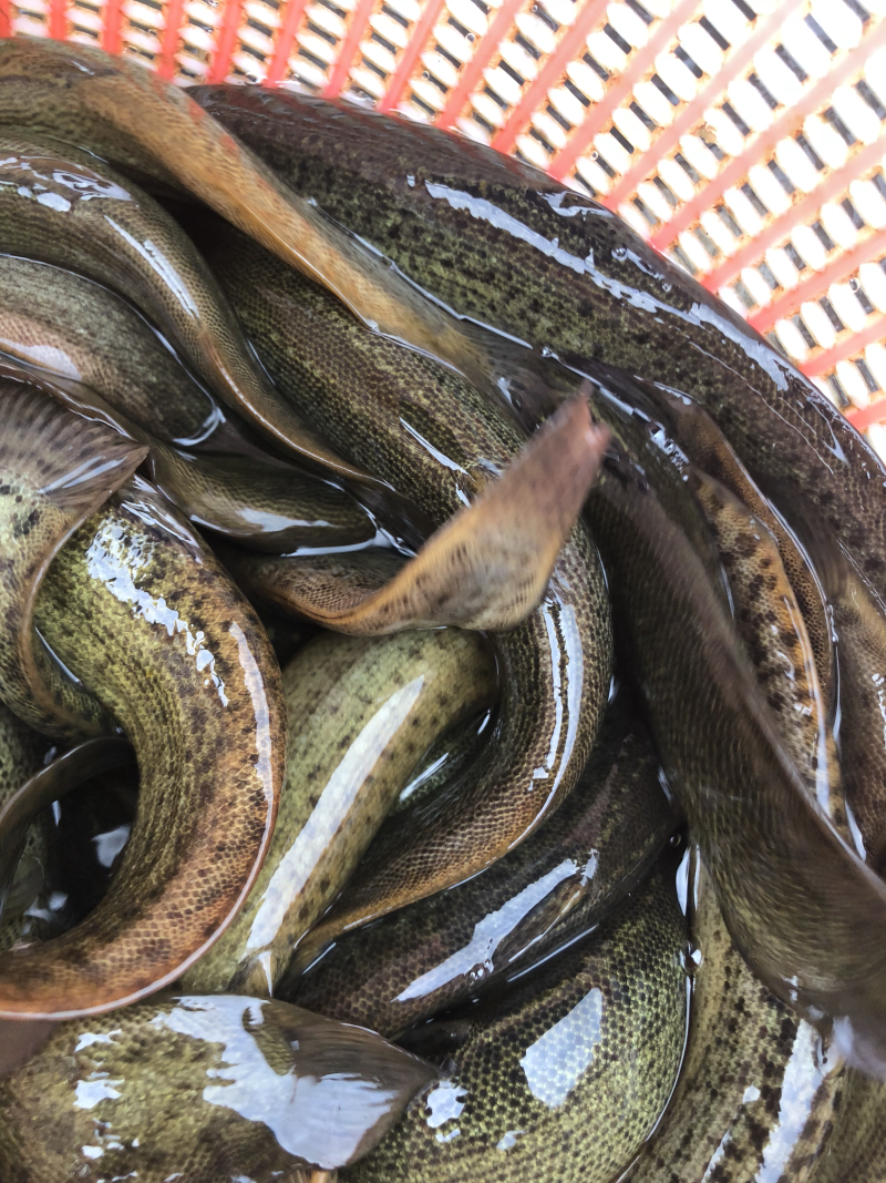 台湾泥鳅，养殖泥鳅，一斤10尾一20尾，黄色。